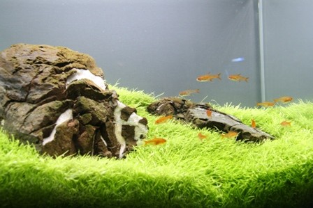 Lista miniaturek